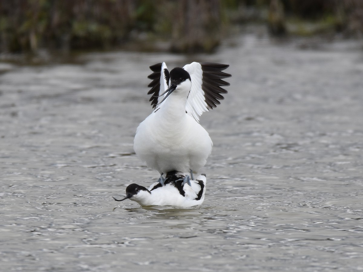 Шилоклювка - ML652657763