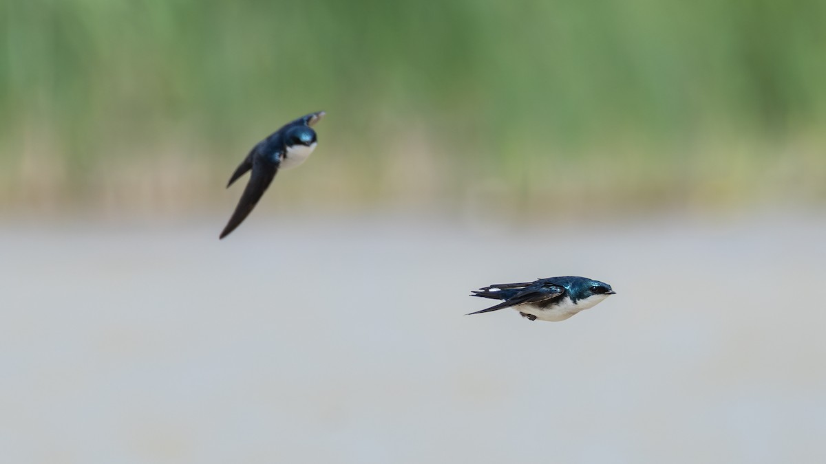 vlaštovka stromová - ML652657782