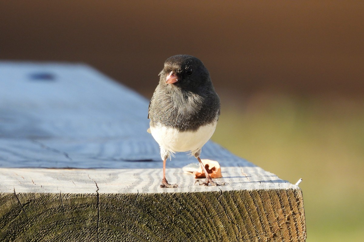 ユキヒメドリ - ML652657955