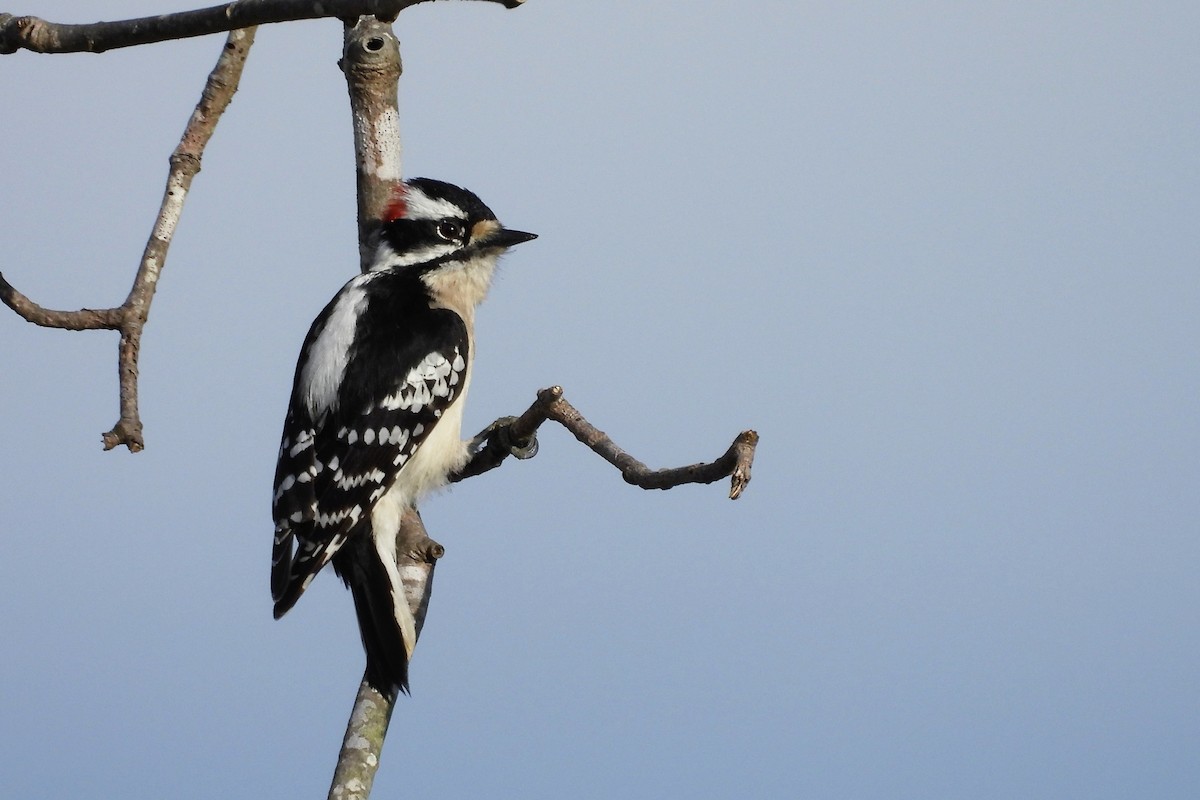 セジロコゲラ - ML652657983