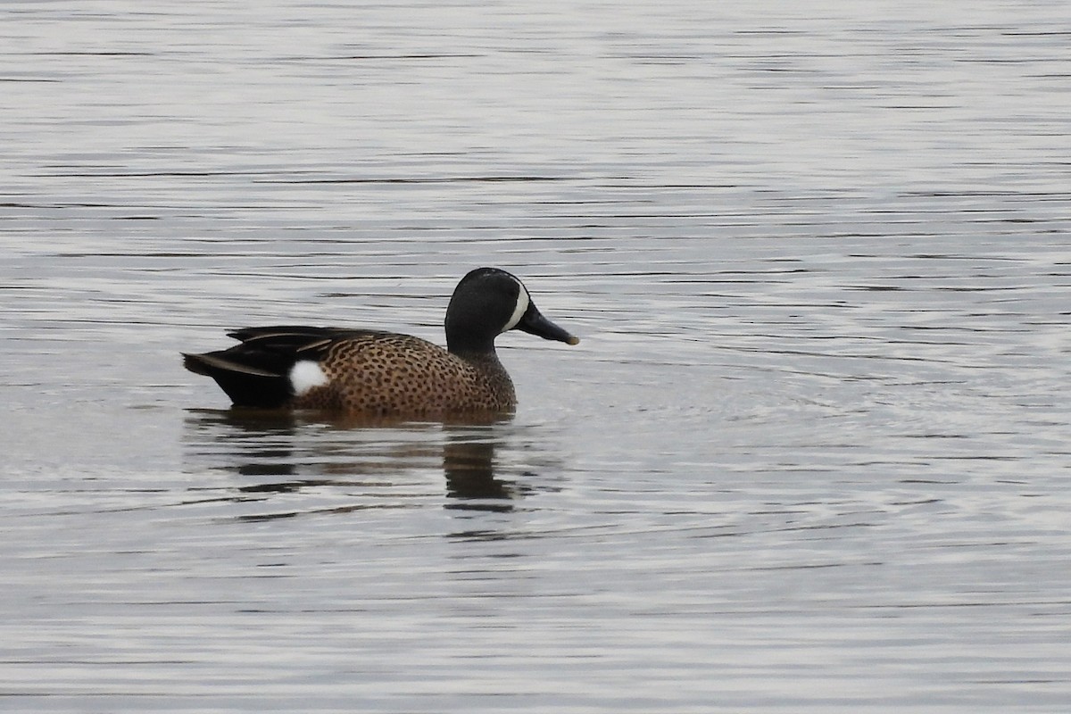ミカヅキシマアジ - ML652658007