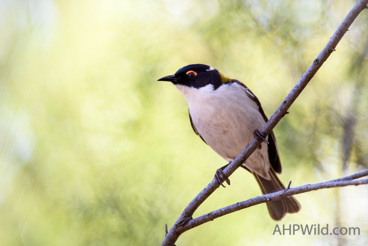 White-naped Honeyeater - ML65265801