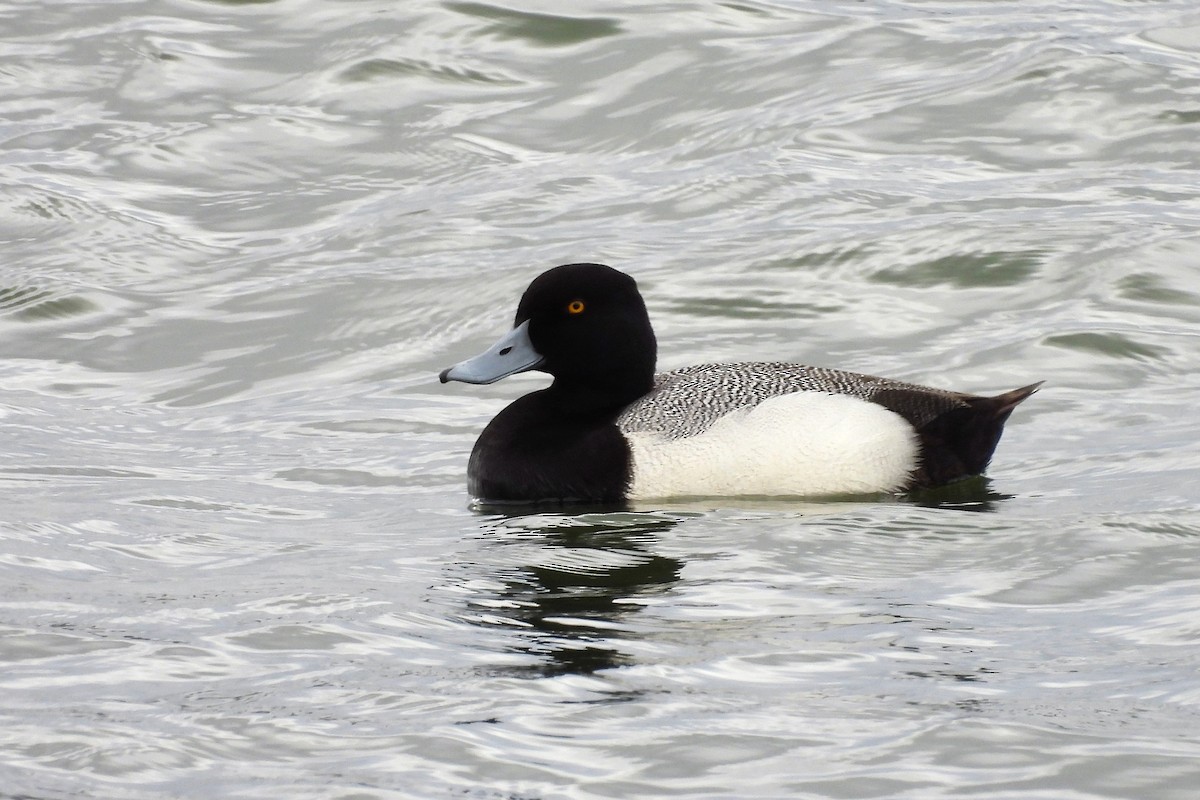 コスズガモ - ML652658034