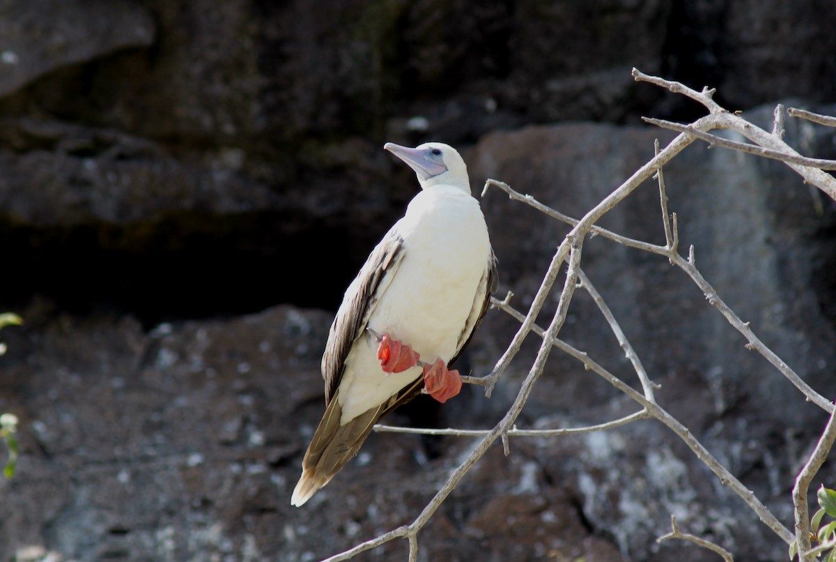 Red-footed Booby (Eastern Pacific) - ML652658201