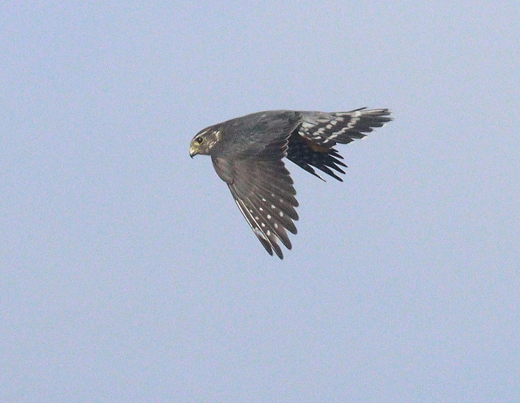 コチョウゲンボウ - ML652658205