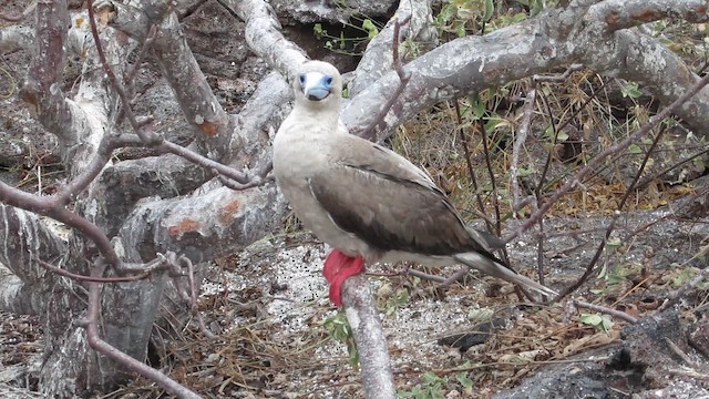 Red-footed Booby (Eastern Pacific) - ML652658326