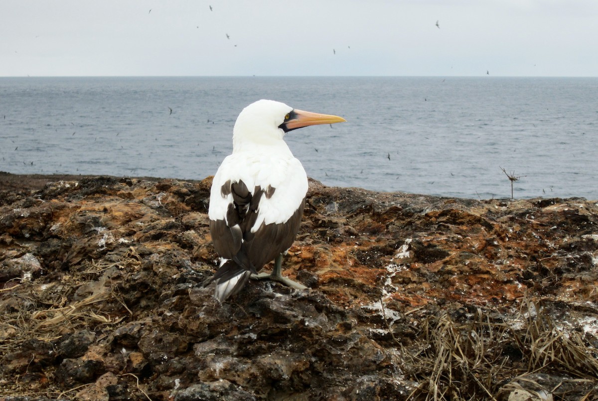 Zanga galapagoarra - ML652658377