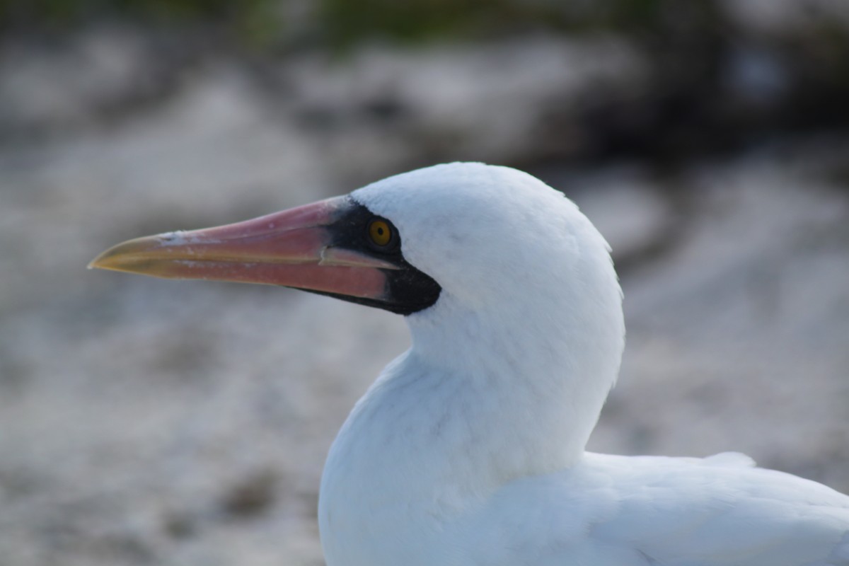 Zanga galapagoarra - ML652658394