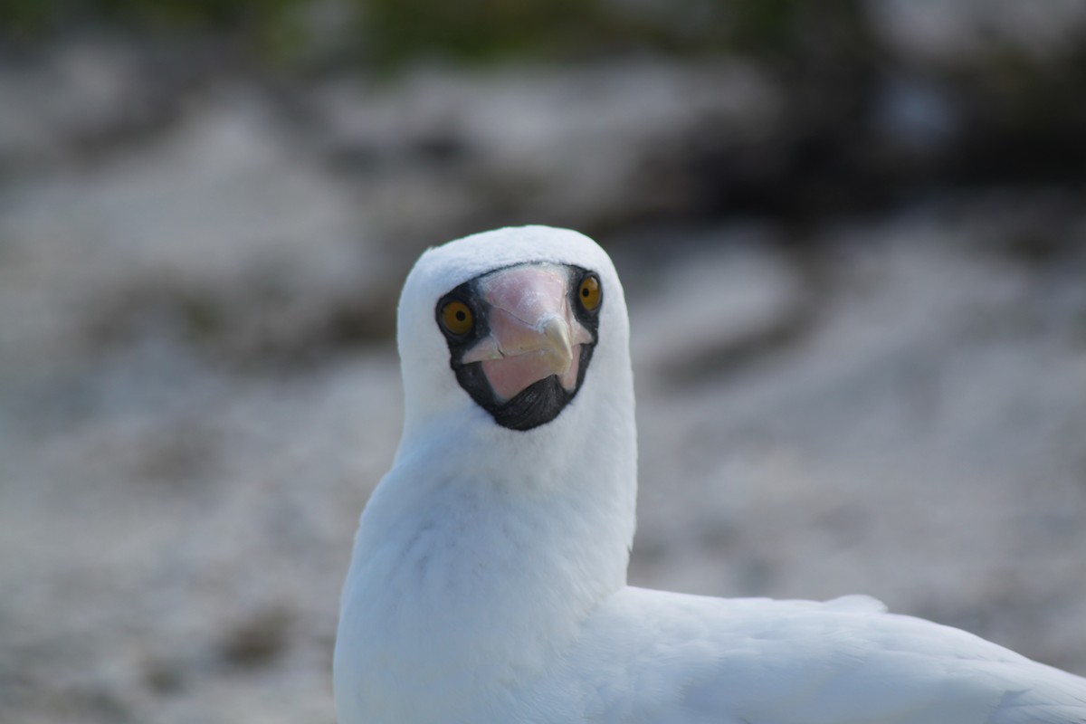 Zanga galapagoarra - ML652658414