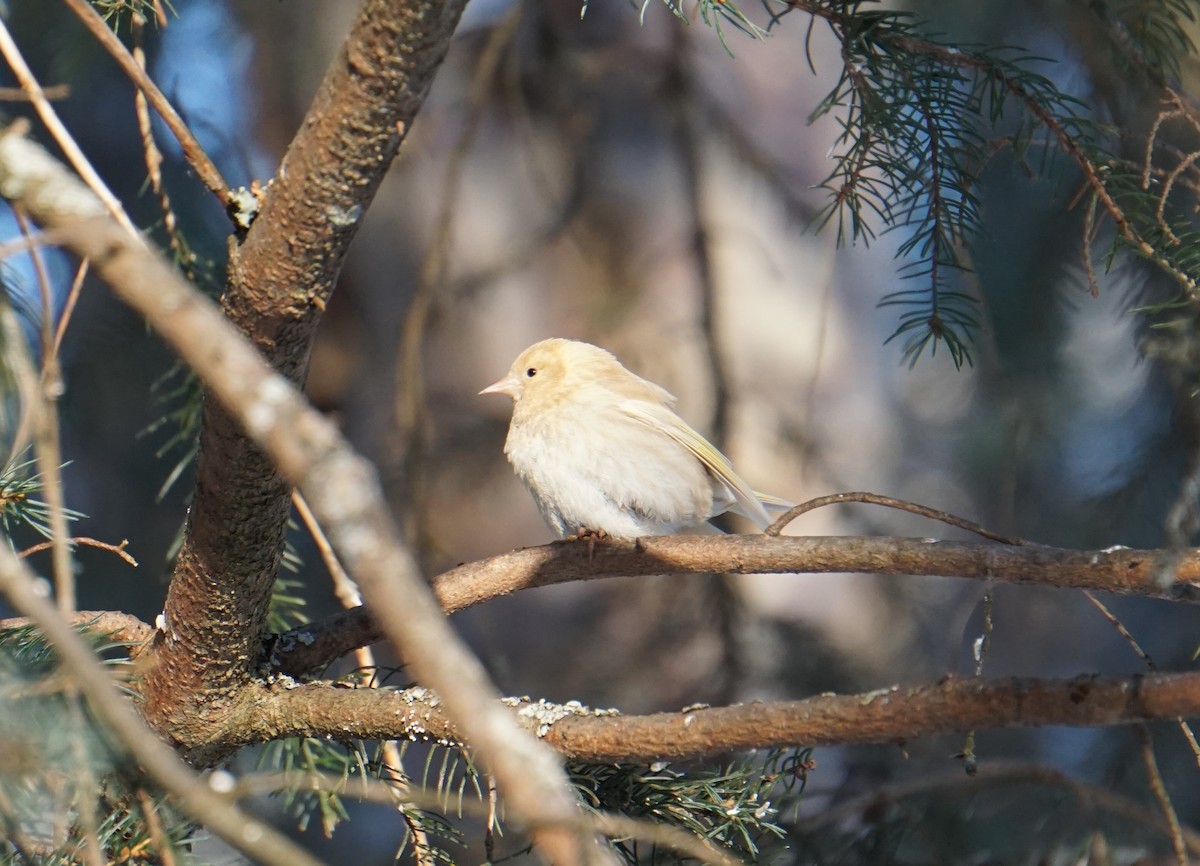 čížek severoamerický - ML652658456
