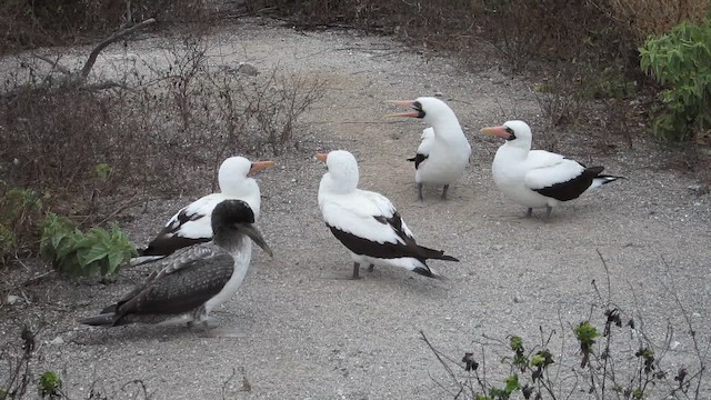 Zanga galapagoarra - ML652658458