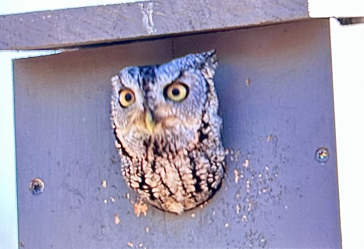 Eastern Screech-Owl (McCall's) - ML652658490