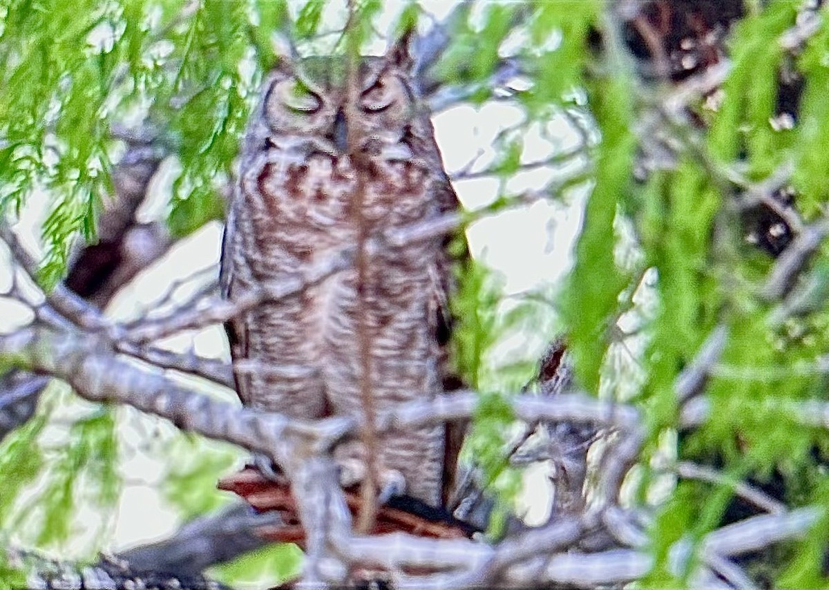 Great Horned Owl - ML652658502