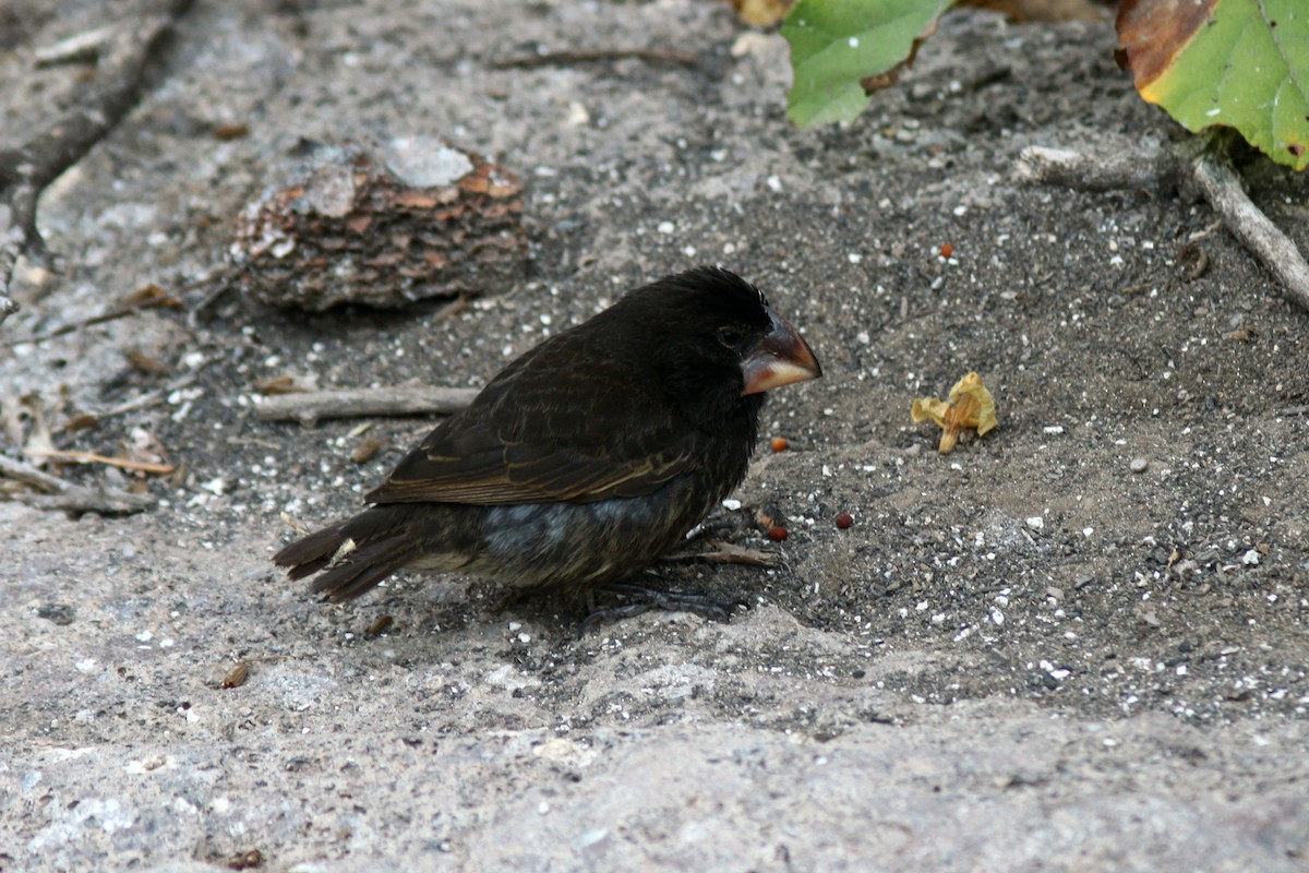 Large Ground-Finch - ML652658600