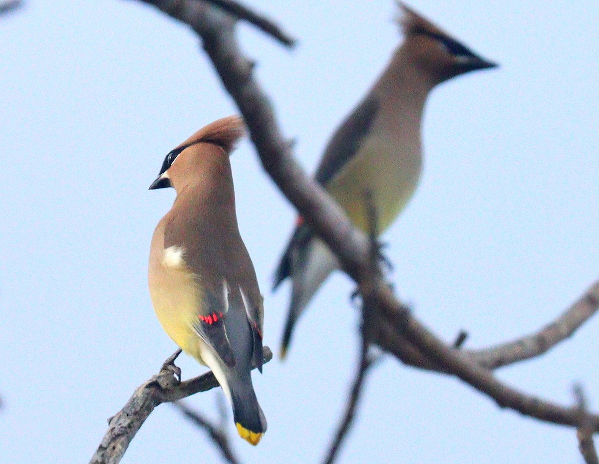 ヒメレンジャク - ML652658605