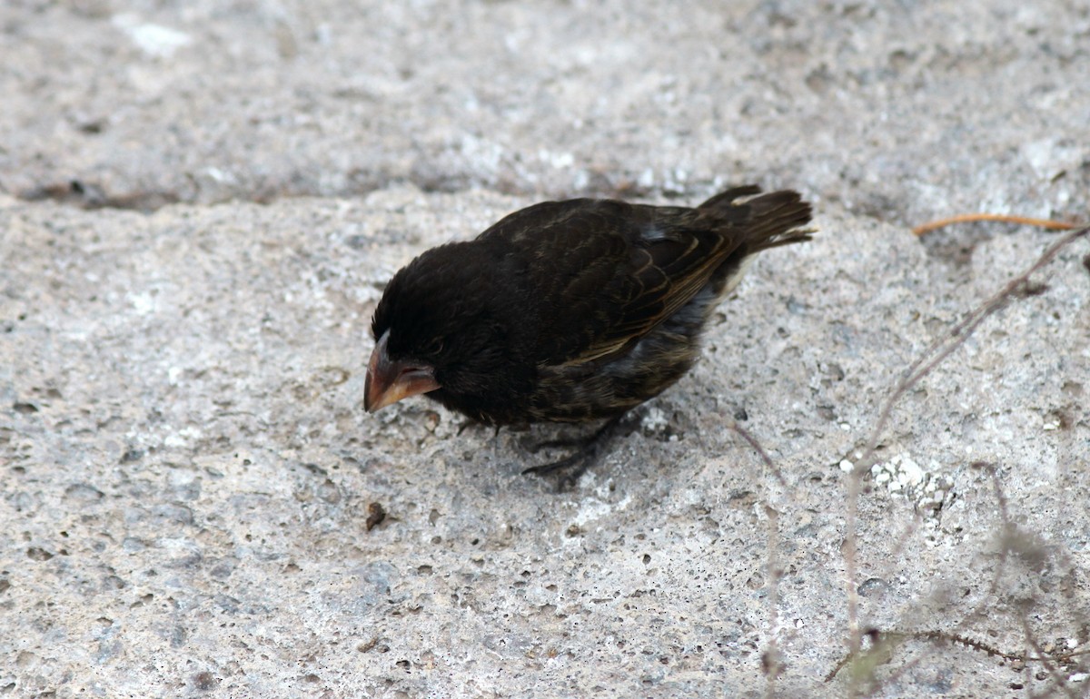 Large Ground-Finch - ML652658621