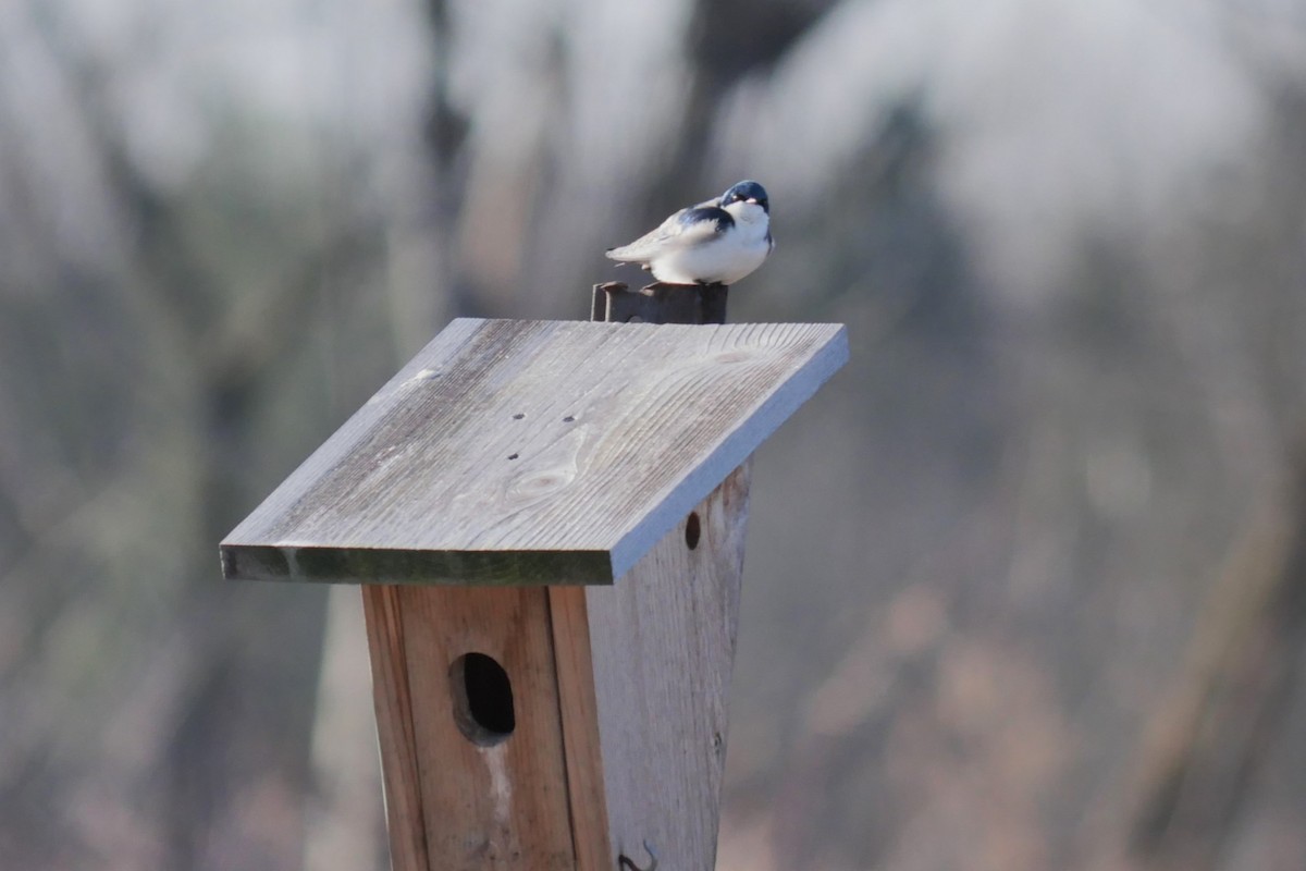 vlaštovka stromová - ML652658711