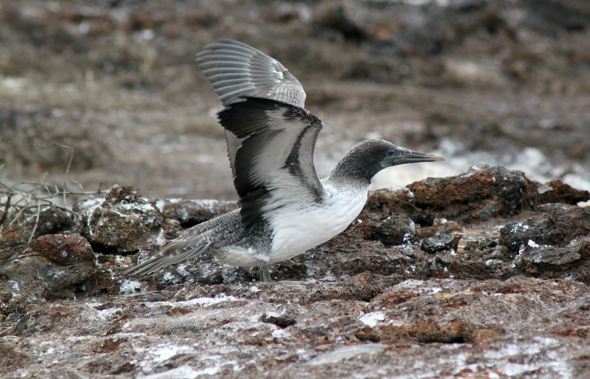 Zanga hankaurdina - ML652658747