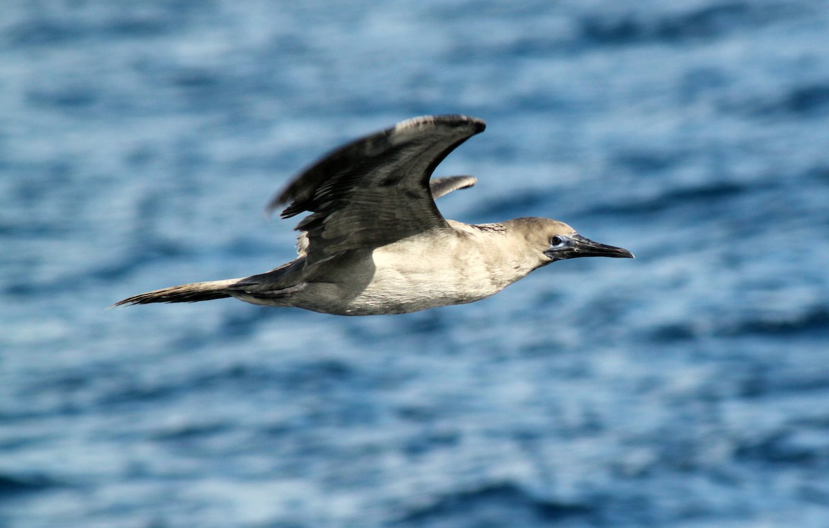 Zanga hankaurdina - ML652658816