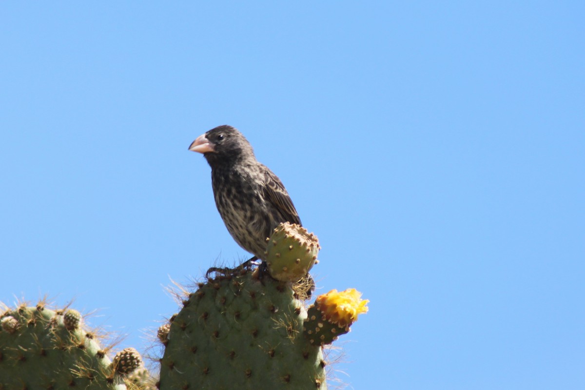 Genovesa Cactus-Finch - ML652658957
