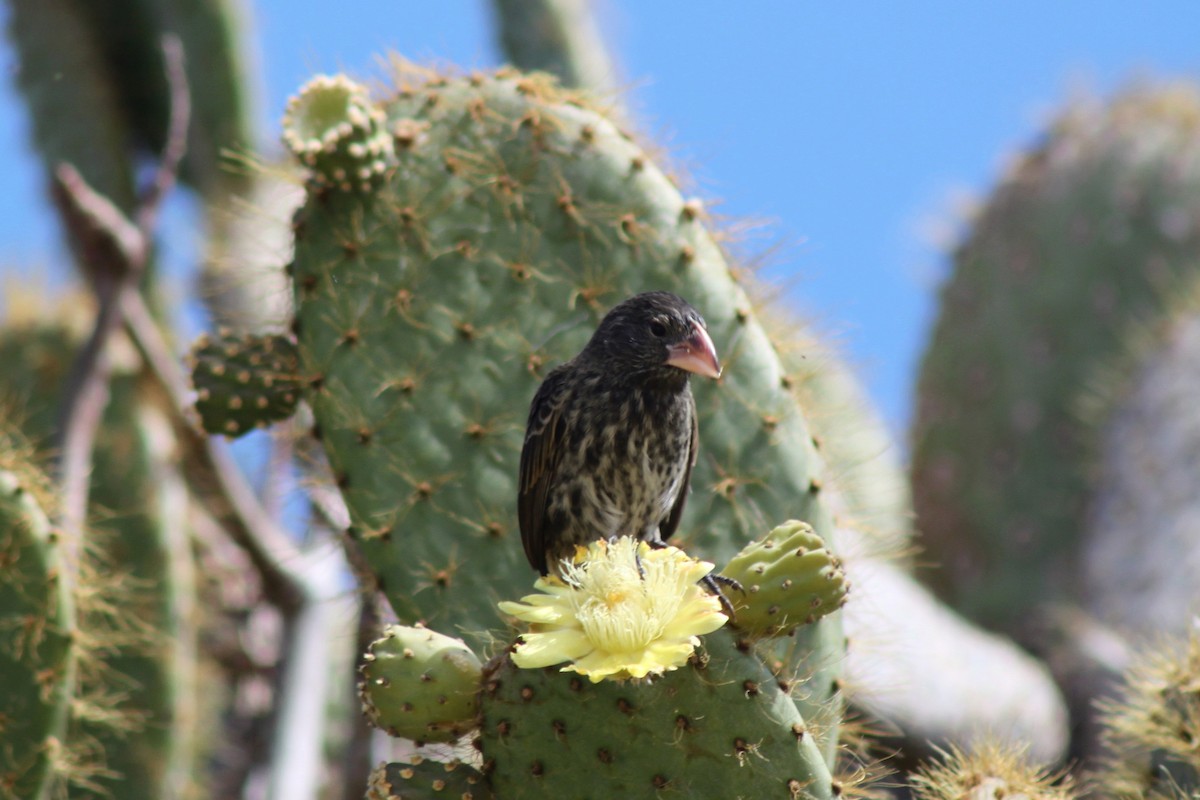 Genovesa Cactus-Finch - ML652658991