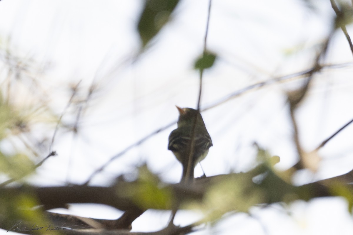 Піві-малюк жовточеревий - ML652659166