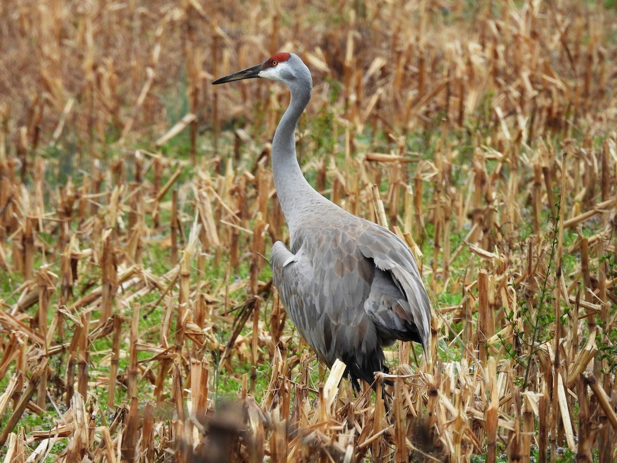 カナダヅル - ML652659242