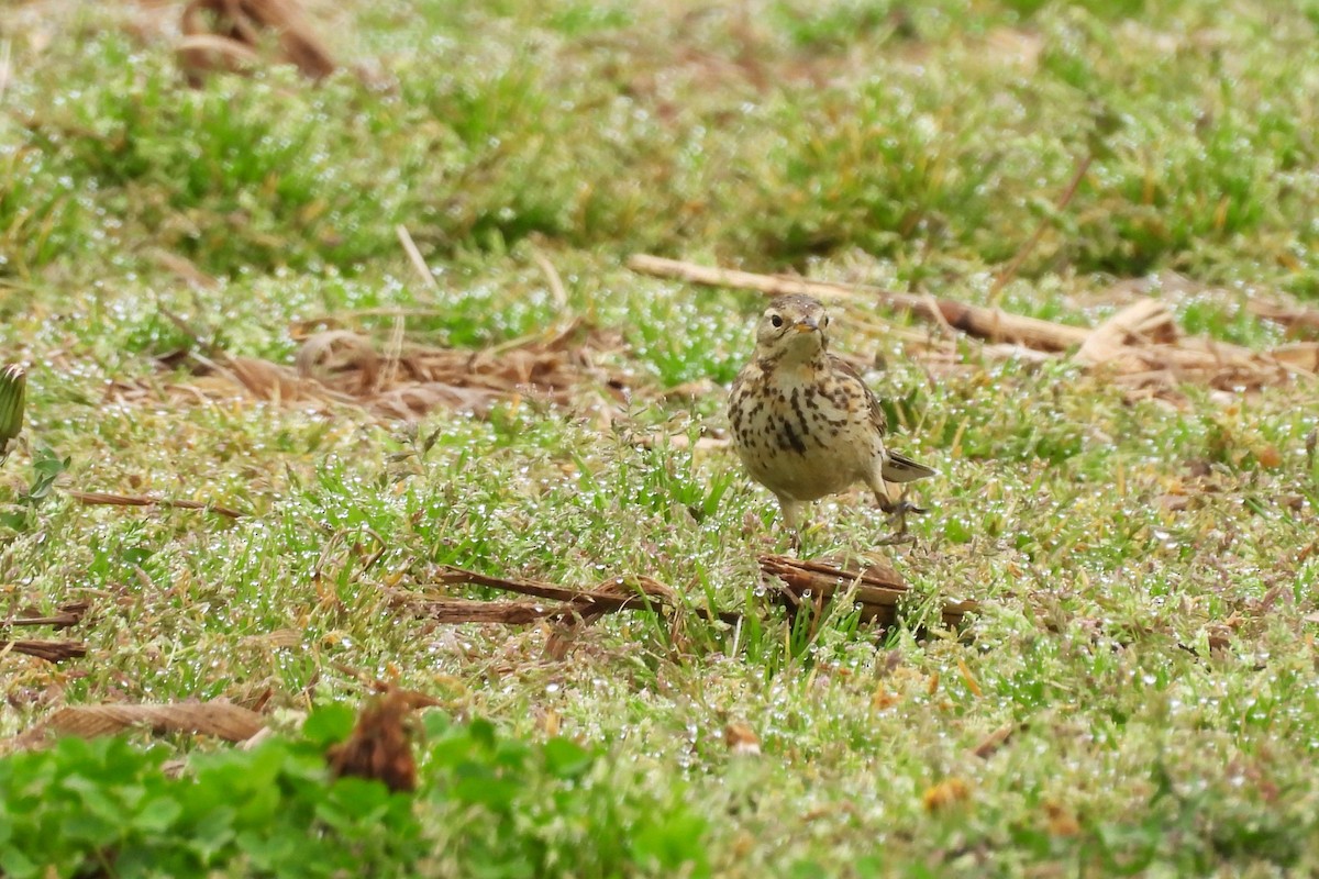 アメリカタヒバリ - ML652659254