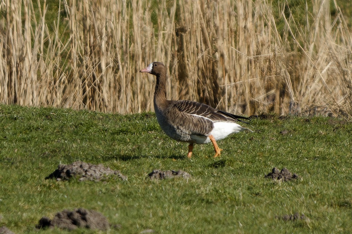 Greater White-fronted Goose - ML652659335