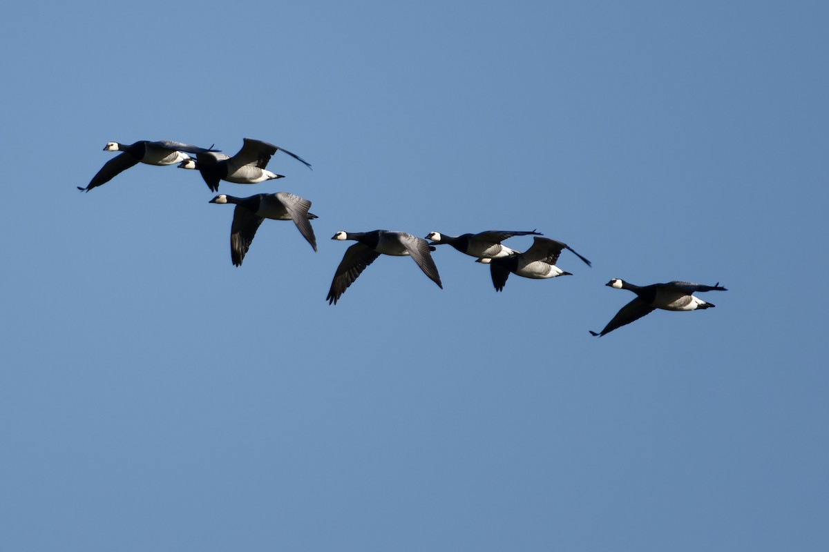 Barnacle Goose - ML652659341