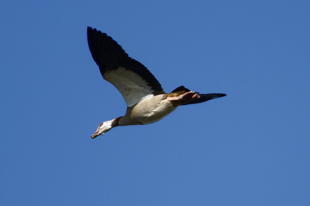 Egyptian Goose - ML652659346