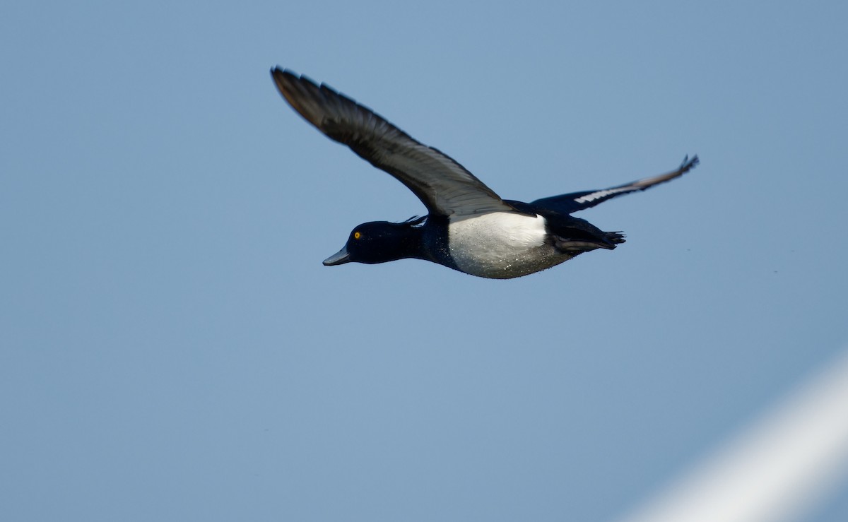 Tufted Duck - ML652659354