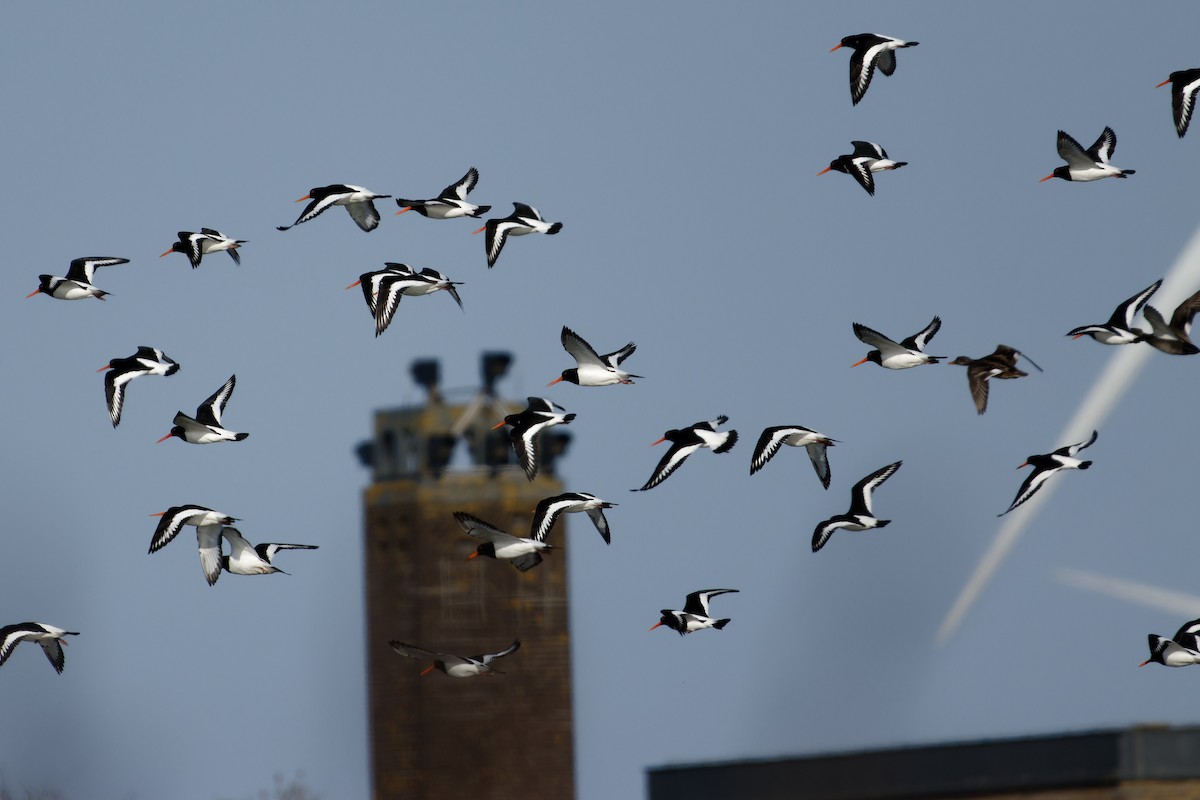Eurasian Oystercatcher - ML652659368
