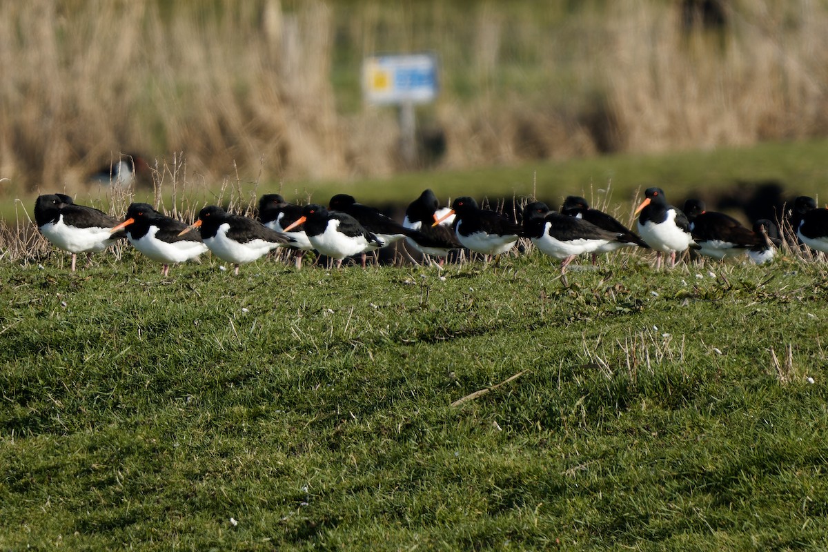 Eurasian Oystercatcher - ML652659373