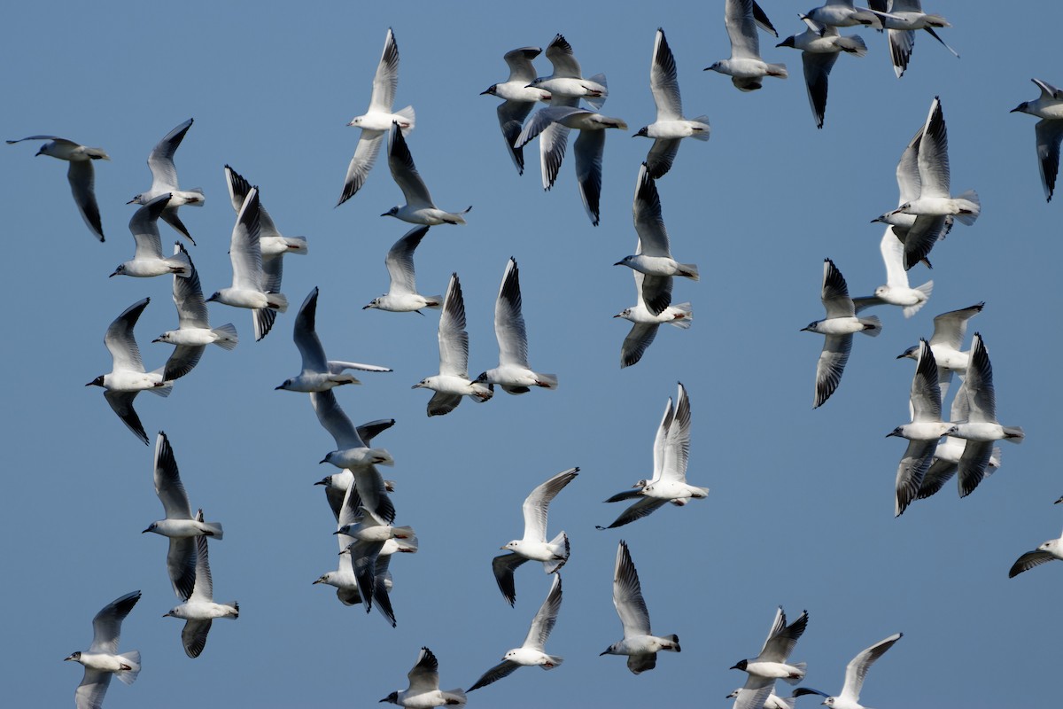 Black-headed Gull - ML652659386