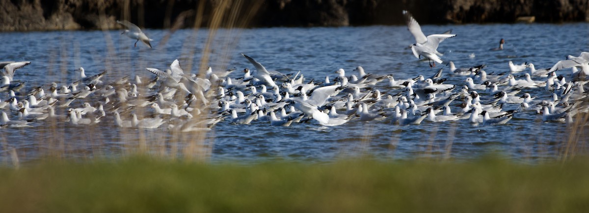 Black-headed Gull - ML652659390