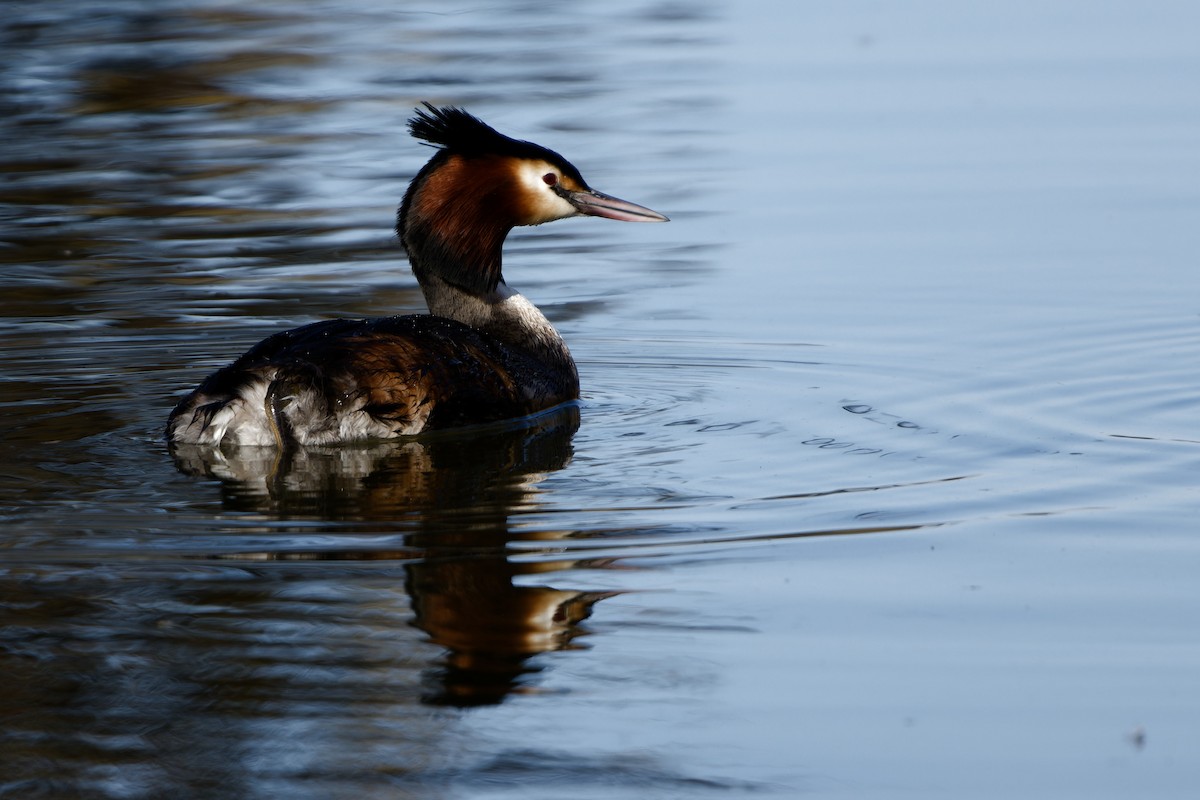 Great Crested Grebe - ML652659396
