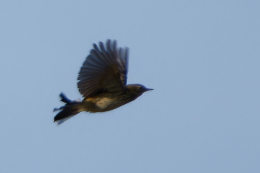 Meadow Pipit - ML652659400