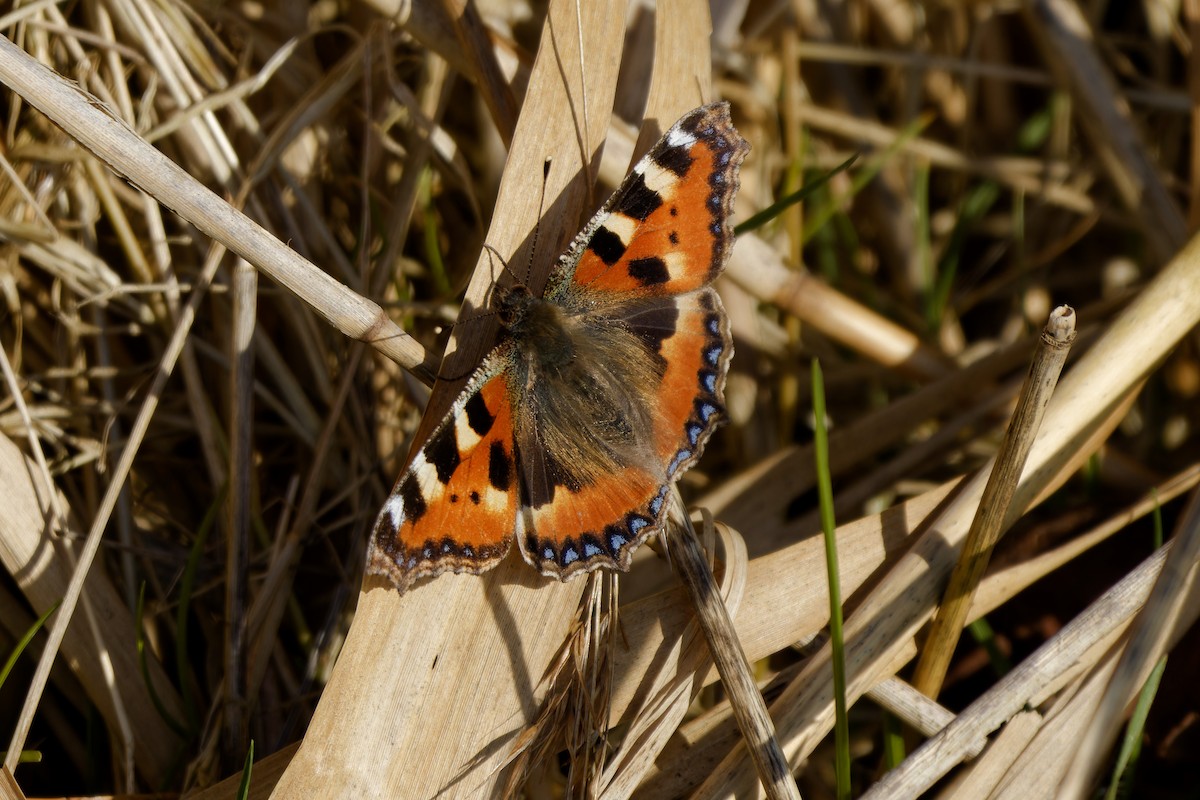 Small Tortoiseshell - ML652659403