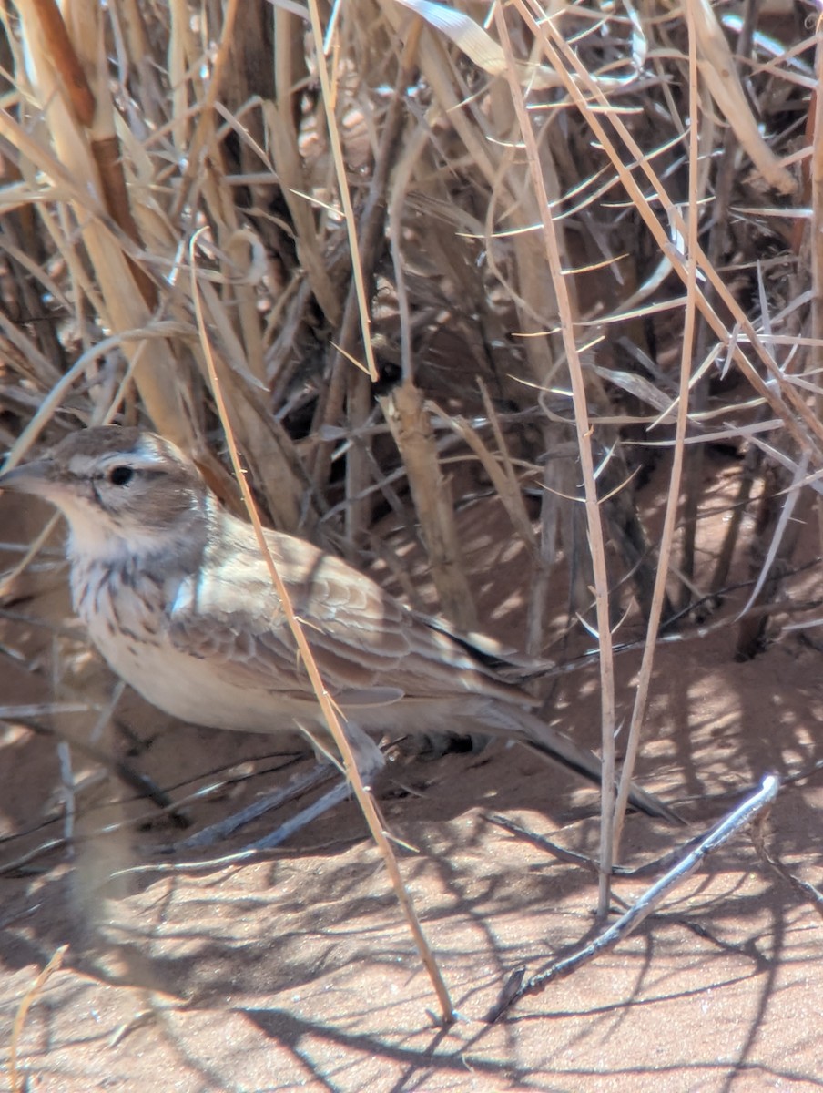 Dune Lark - ML652659434