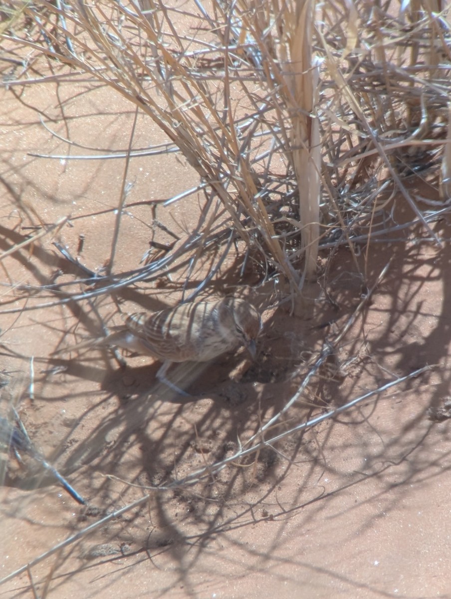 Dune Lark - ML652659453