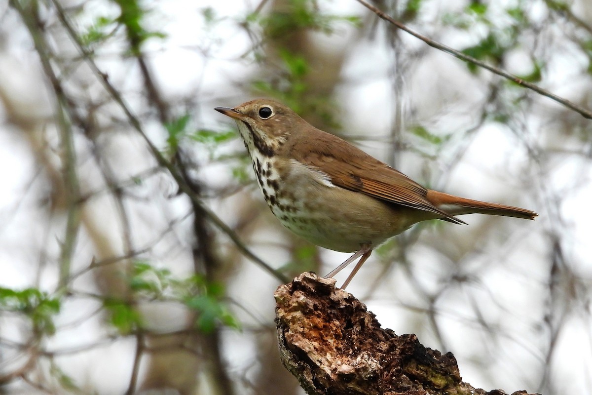 チャイロコツグミ - ML652659790