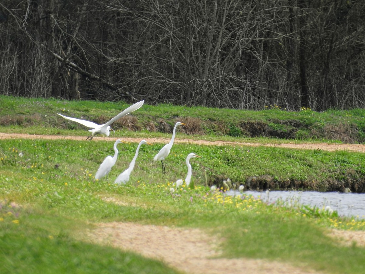 Koartza zuria - ML652659850