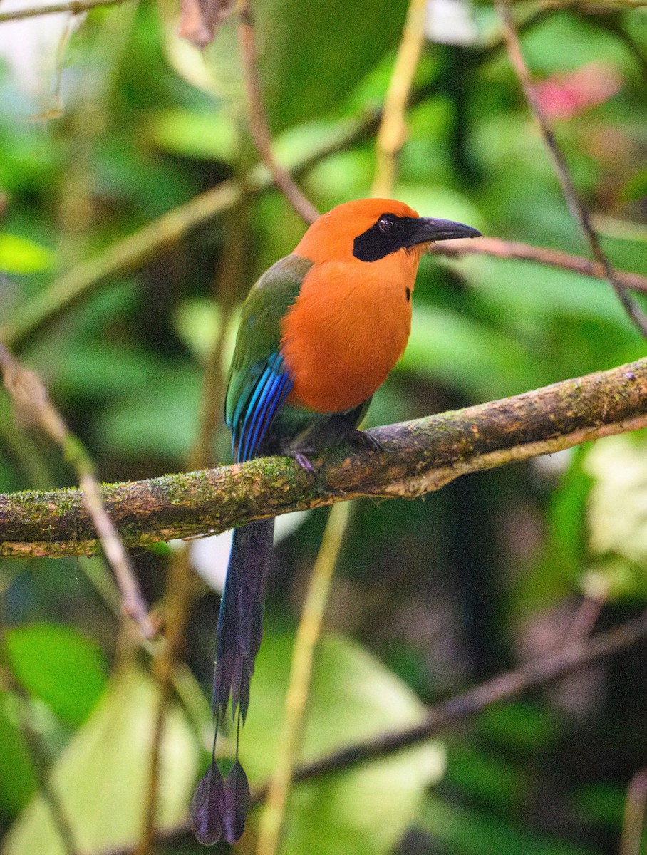 Rufous Motmot - ML652659972