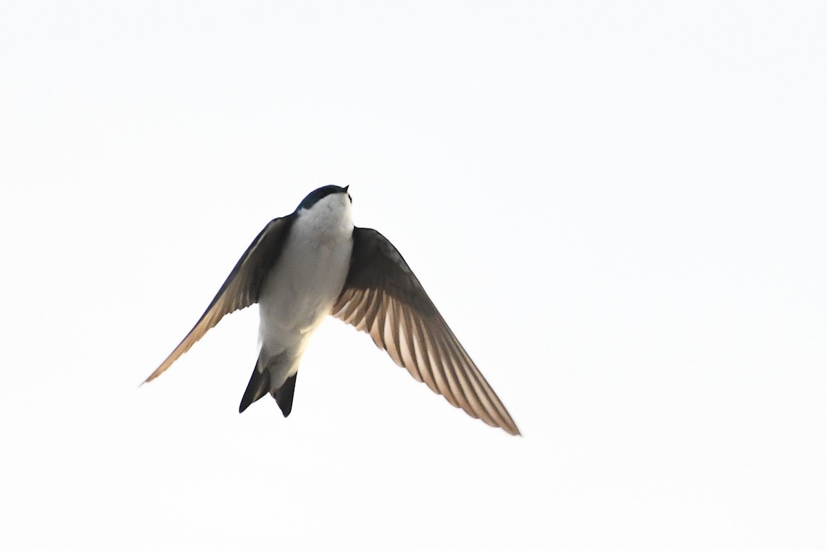 vlaštovka stromová - ML652660000