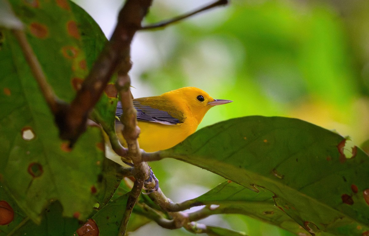 Prothonotary Warbler - ML652660040