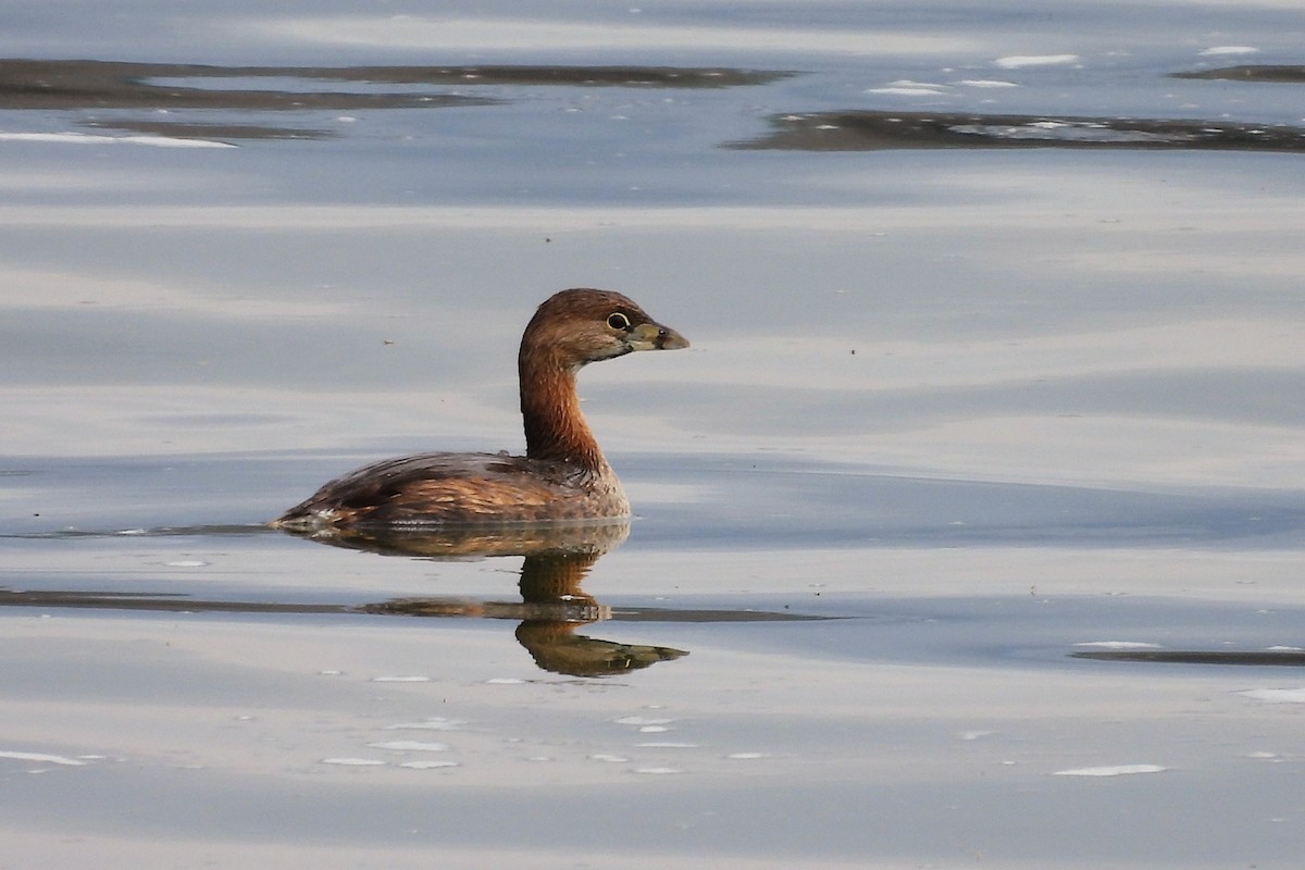 オビハシカイツブリ - ML652660058