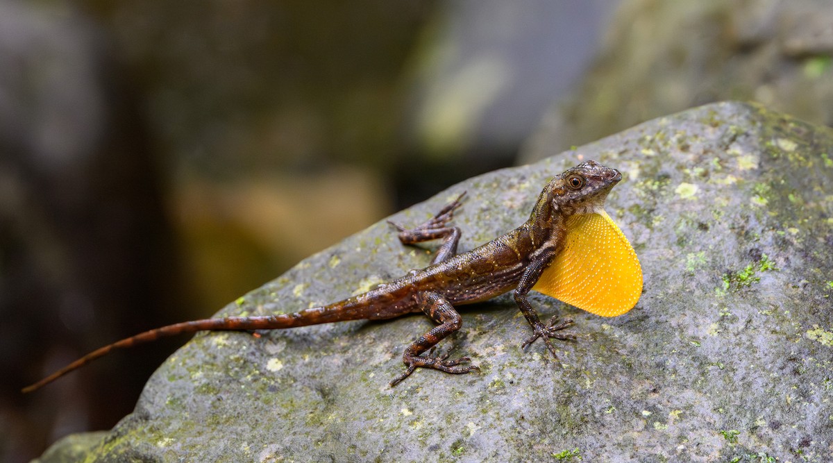 Stream Anole - ML652660077