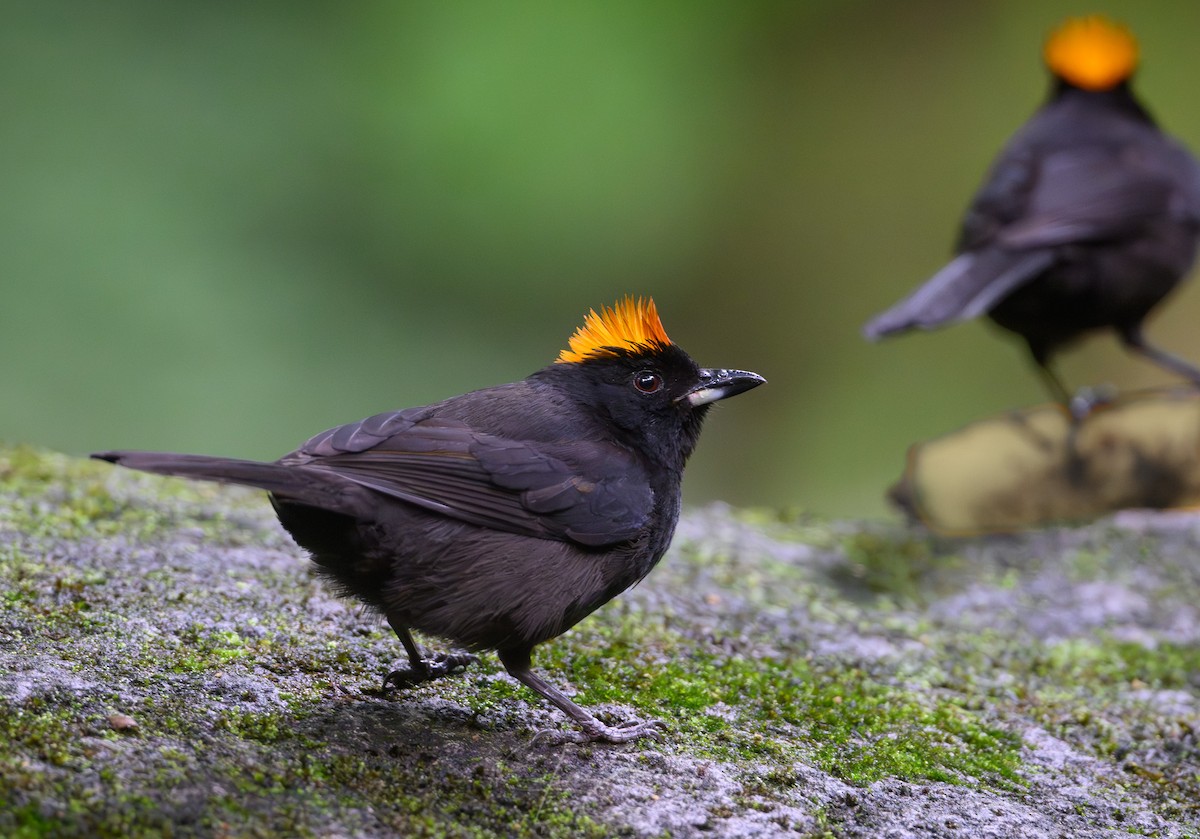 Tawny-crested Tanager - ML652660176