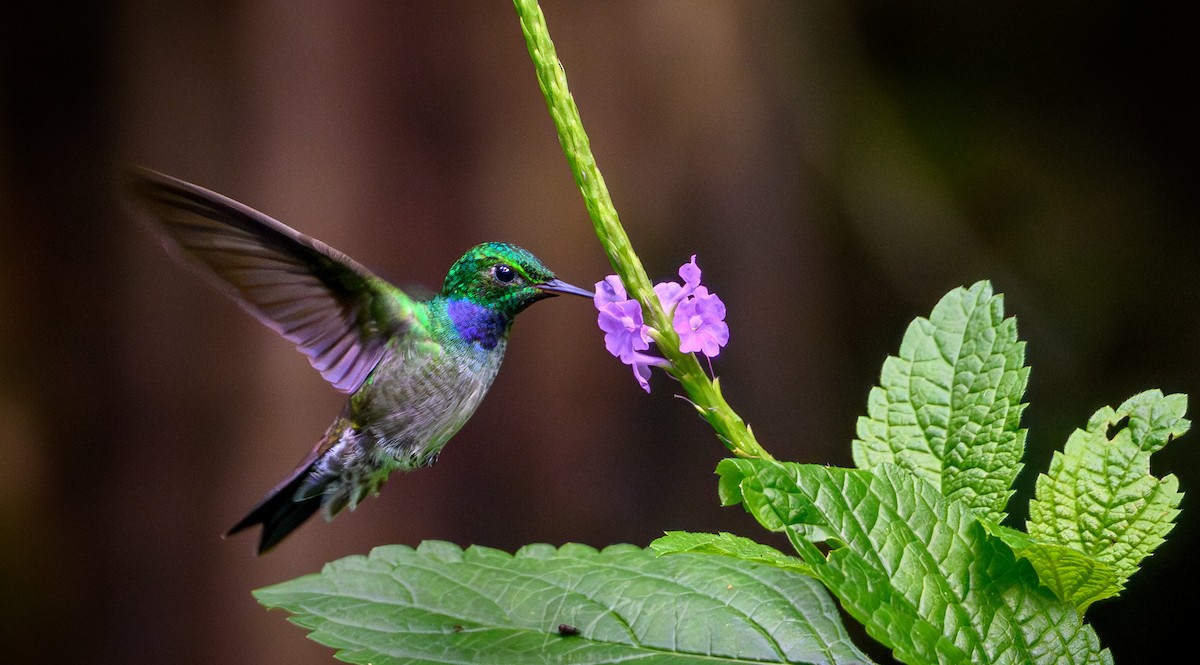 Blue-chested Hummingbird - ML652660230